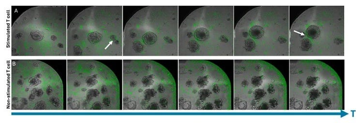 Time-lapse images of T-cells and organoids displaying varying degrees of motility