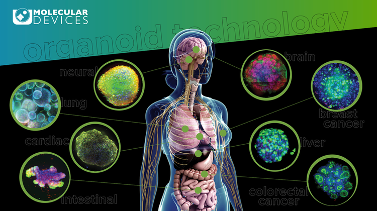 Tecnología de organoides