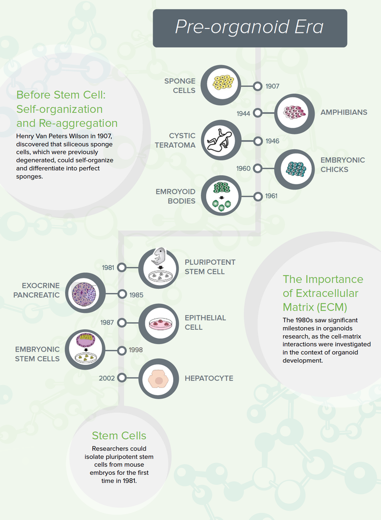 Antes de la célula madre: Autoorganización y reagrupación