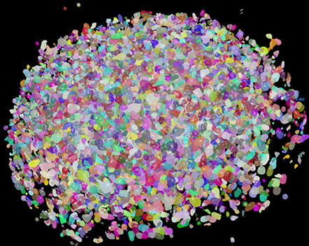 Segmentation of HCT116 cells forming a spheroid segmented in the IN Carta
