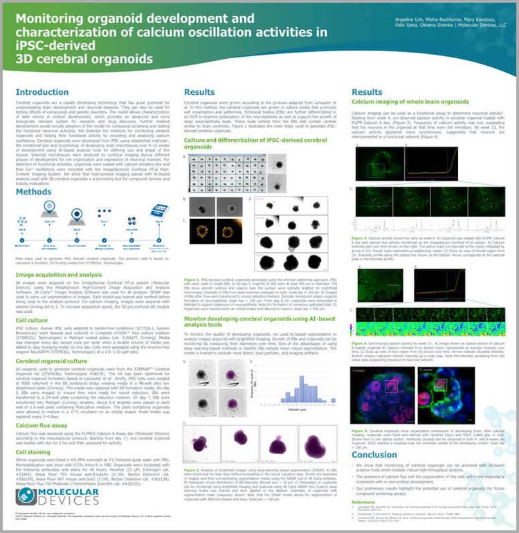 Monitorización del desarrollo de organoides en organoides 3D de cerebro derivados de iPSC
