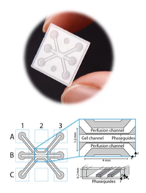 Análisis y generación de imágenes de alto contenido en 3D en la plataforma Organ-on-a-Chip