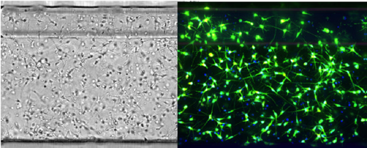 Las neuronas iCell en OrganoPlate
