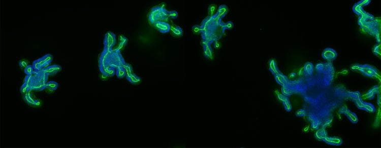 ciencia de las células madre