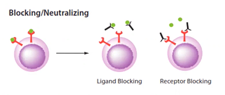 Los anticuerpos de neutralización evitan que el virus entre en la célula uniéndose a la proteína de pico