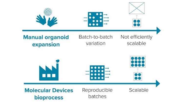 Proceso de expansión de organoides – eficiente, reproducible, adaptable