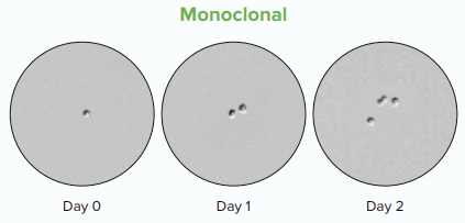 Desarrollo de la línea celular monoclonal a lo largo del tiempo