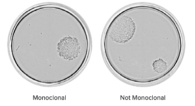 Informe de monoclonalidad: Visualice el pocillo completo en el punto final