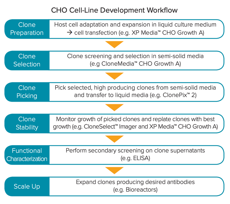Medios CHO y sistemas en el flujo de trabajo de desarrollo de líneas celulares