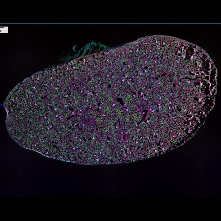 Imágenes unidas de riñón de ratón 4x, DAPI AF488WGA AF568Phalloidin 12 sitios