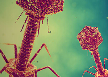 Descubrimiento de anticuerpos mediante despliegue de fagos
