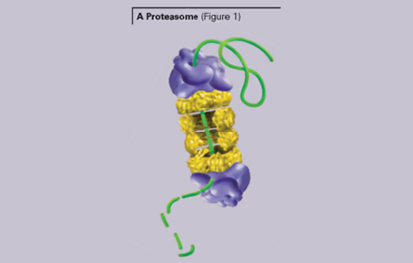 Cuantificación de proteínas con NanoOrange
