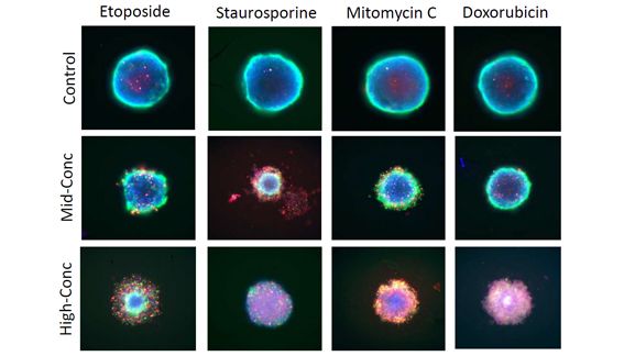Ensayos de alto rendimiento para la caracterización de la viabilidad y morfología de cultivos de esferoides de cáncer 3D