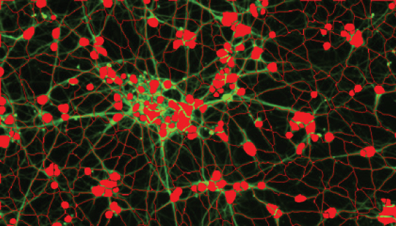 Cuantificación del potencial de neuronas
