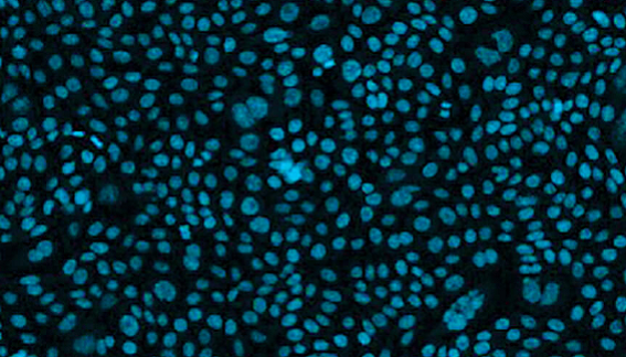 Evolución del papel de las células CHO en el desarrollo de líneas celulares