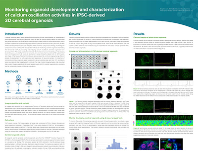 calcium oscillation activities in iPSC-derived 3D cerebral organoids