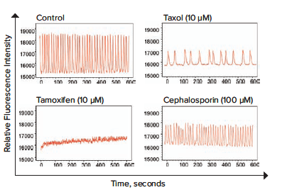 Calcium Oscillation Patterns - Neural Spheroids Treated