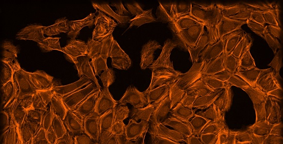 Colorante de F-actina de citoesqueleto, Golgi, membrana plasmática