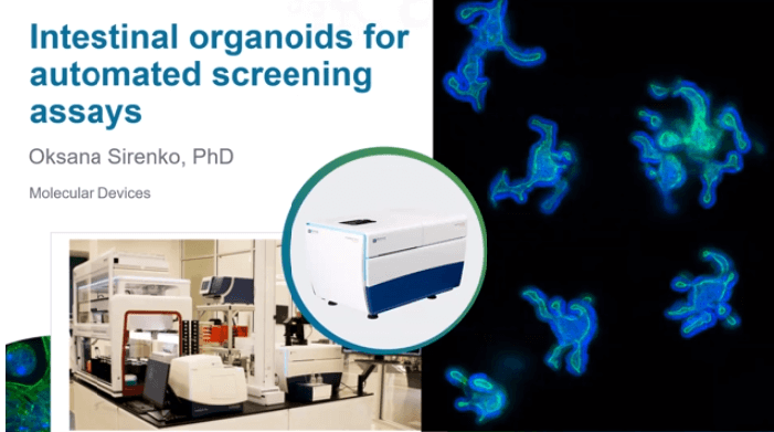 Intestinal organoids for automated screening assays