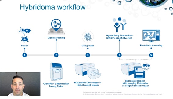 Hybridoma Workflow